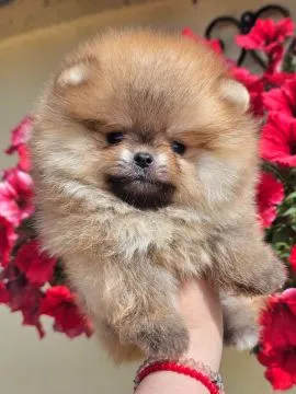 Pomeranian BOO Piękne zarejestrowane szczenięta na sprzedaż, Mazowieckie, Warszawa