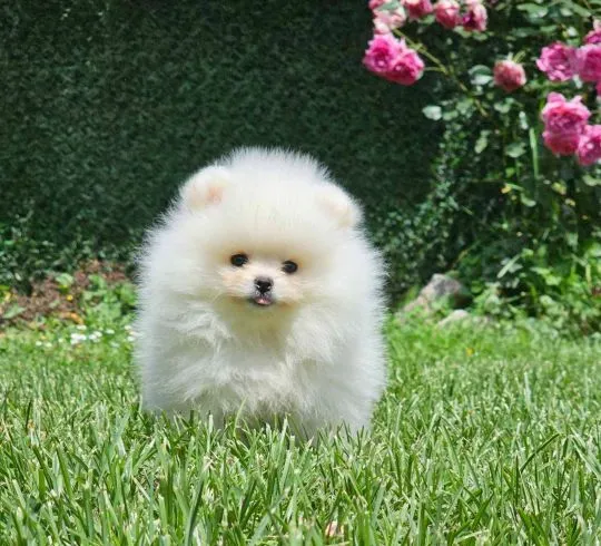 Pomeranian BOO Piękne zarejestrowane szczenięta na sprzedaż, Mazowieckie, Warszawa