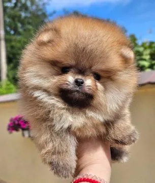 Pomeranian BOO Piękne zarejestrowane szczenięta na sprzedaż, Mazowieckie, Warszawa