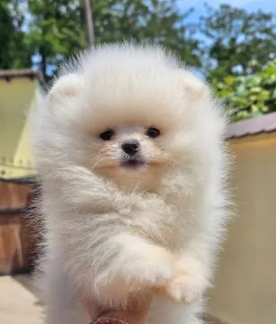 Pomeranian BOO Piękne zarejestrowane szczenięta na sprzedaż, Mazowieckie, Warszawa