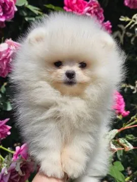 Pomeranian BOO Piękne zarejestrowane szczenięta na sprzedaż, Mazowieckie, Warszawa