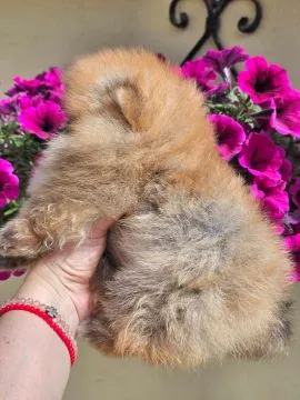 Pomeranian BOO Piękne zarejestrowane szczenięta na sprzedaż, Mazowieckie, Warszawa