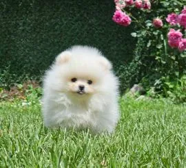 Pomeranian BOO Piękne zarejestrowane szczenięta na sprzedaż