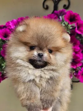 Pomeranian BOO Piękne zarejestrowane szczenięta na sprzedaż, Mazowieckie, Warszawa