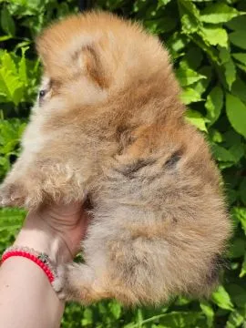 Pomeranian BOO Piękne zarejestrowane szczenięta na sprzedaż, Mazowieckie, Warszawa