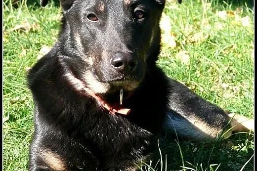 Dyzio - marzy o spacerach z nowym przyjacielem!,  