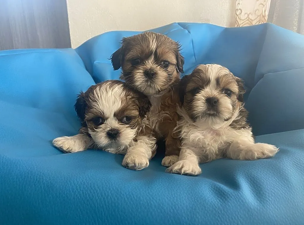 Piękne shih tzu!!, , Maliszów