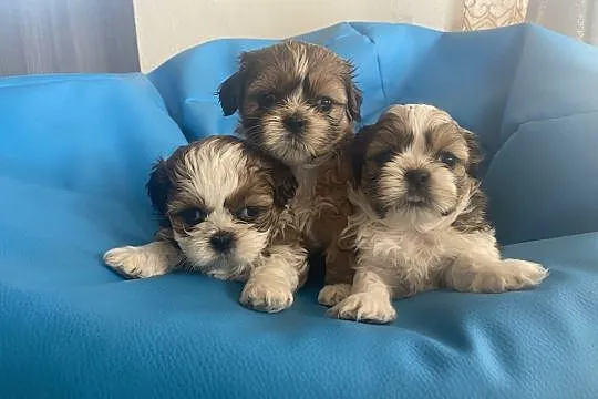 Piękne shih tzu!!, , Maliszów