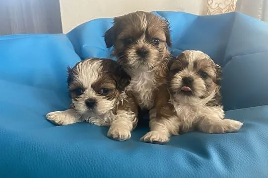 Piękne shih tzu!!, , Maliszów