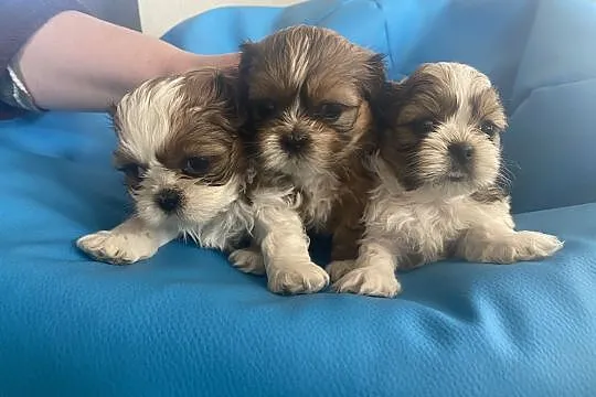 Piękne shih tzu!!, , Maliszów