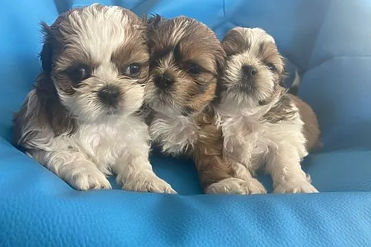 Piękne shih tzu!!, , Maliszów