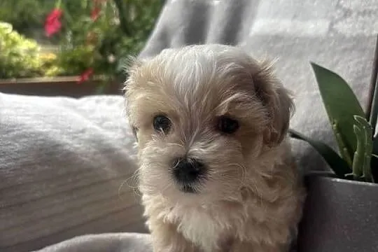 Maltipoo F1 piesek