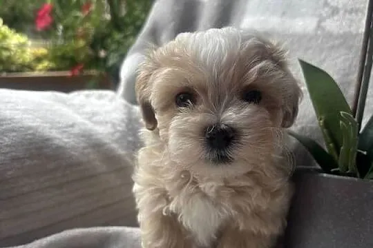 Maltipoo F1 piesek, Śląskie, Częstochowa