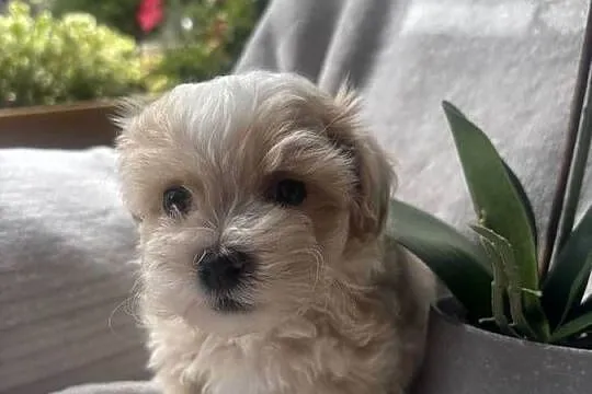 Maltipoo F1 piesek, Śląskie, Częstochowa