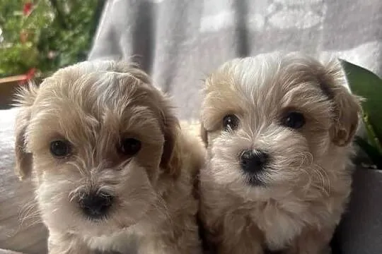 Maltipoo F1 piesek, Śląskie, Częstochowa