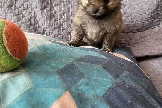 Szpic miniaturowy pomeranian dziewczynka