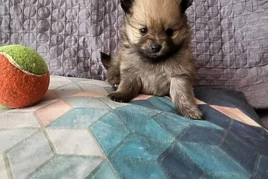 Szpic miniaturowy pomeranian dziewczynka, Mazowieckie, Piaseczno