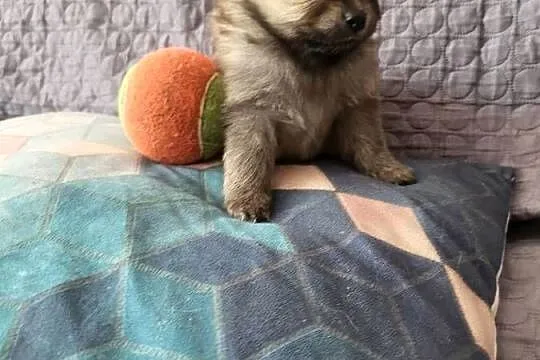 Szpic miniaturowy pomeranian dziewczynka, Mazowieckie, Piaseczno
