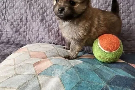 Szpic miniaturowy pomeranian dziewczynka, Mazowieckie, Piaseczno