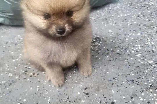 Szpic miniaturowy pomeranian dziewczynka, Mazowieckie, Piaseczno