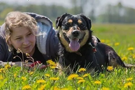 Chuck, wesoły, tolerancyjny pies szuka domu!,  Kundelki cała Polska