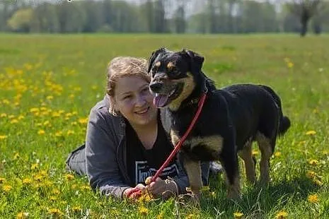 Chuck, wesoły, tolerancyjny pies szuka domu!,  Kun