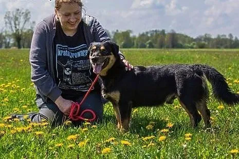 Chuck, wesoły, tolerancyjny pies szuka domu!,  Kun