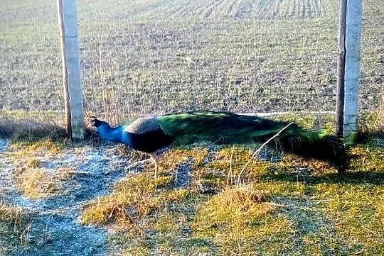 Jaja lęgowe pawi