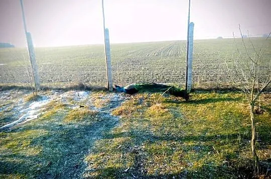 Jaja lęgowe pawi, Lubelskie, Kock