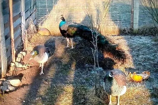 Jaja lęgowe pawi, Lubelskie, Kock