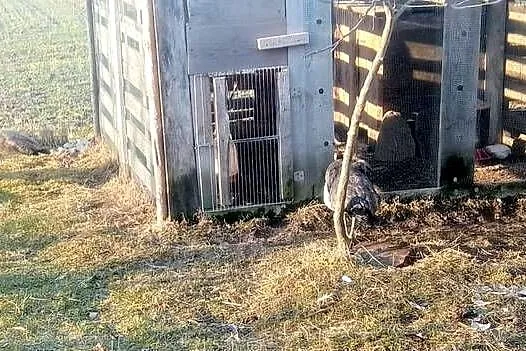 Jaja lęgowe pawi, Lubelskie, Kock