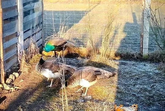 Jaja lęgowe pawi, Lubelskie, Kock