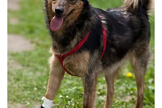 Gomez młody, energiczny, grzeczny w domu pies do adopcji!