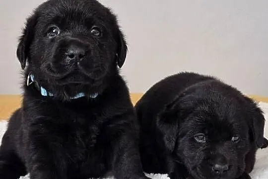 Labrador retriever czarny piesek