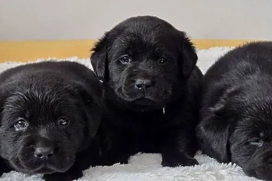 Labrador retriever czarny piesek, Mazowieckie, Pasztowa Wola
