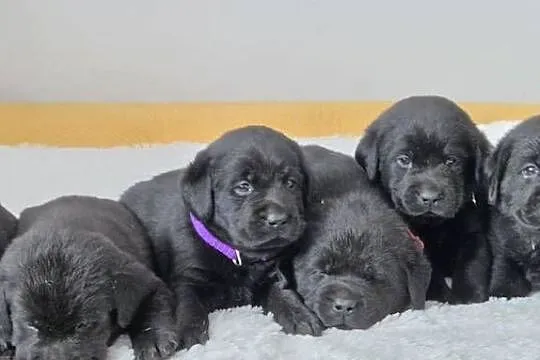 Labrador retriever czarny piesek, Mazowieckie, Pasztowa Wola