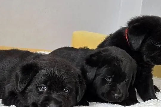 Labrador retriever czarny piesek, Mazowieckie, Pasztowa Wola