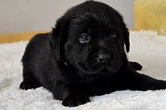 Labrador retriever czarny piesek, Mazowieckie, Pasztowa Wola