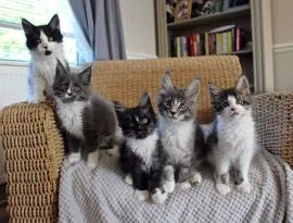 .Kocieta Maine Coon Mine coon. ....................{{legowikanna7@gmail.com}},