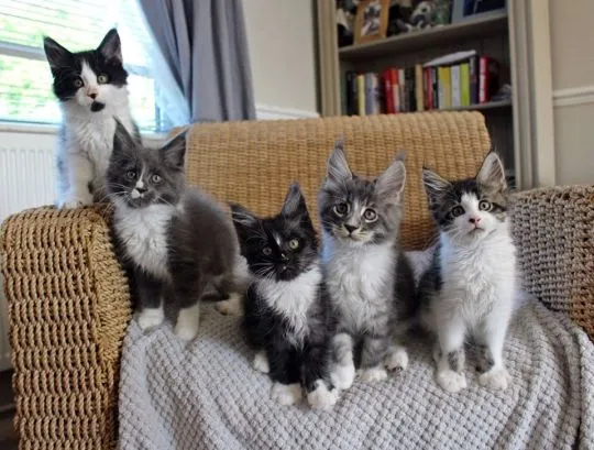 .Kocieta Maine Coon Mine coon. ....................{{legowikanna7@gmail.com}},