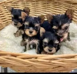 Psy i szczenięta Yorkshire Terrier dostępne do odbioru.