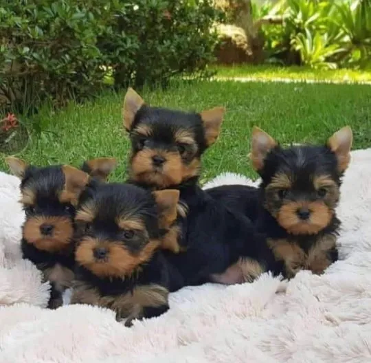 Psy i szczenięta Yorkshire Terrier dostępne do odbioru., Śląskie, Będzin