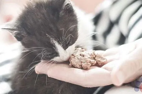 Kociak Fabia cudna kruszynka szuka kochającego dom