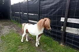 Kucyk konik ogierek