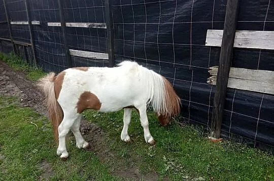 Kucyk konik ogierek, Świętokrzyskie, Bieglów