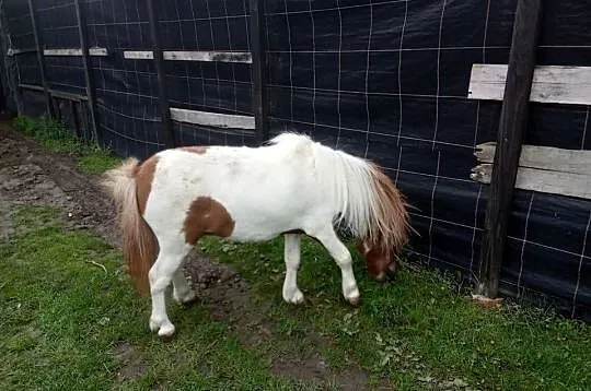 Kucyk konik ogierek, Świętokrzyskie, Bieglów