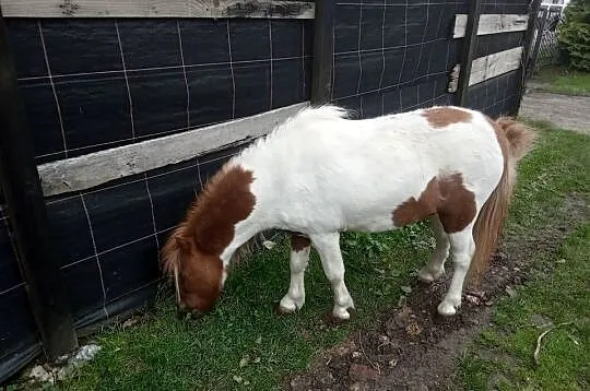 Kucyk konik ogierek, Świętokrzyskie, Bieglów