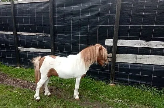 Kucyk konik ogierek, Świętokrzyskie, Bieglów