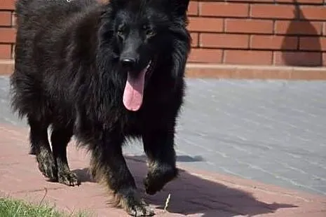 Ocal Murzyna młodego pieska przed wywózką do schro