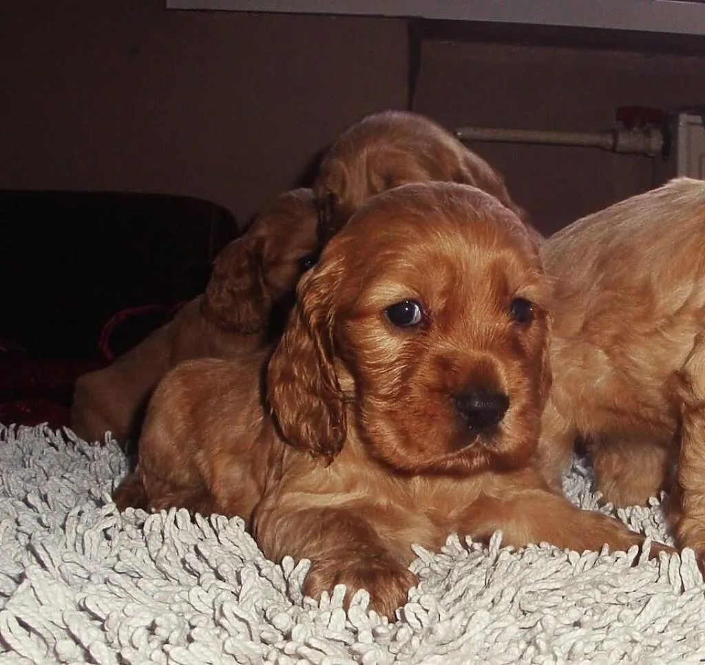Szczenięta rasy Cocker Spaniel